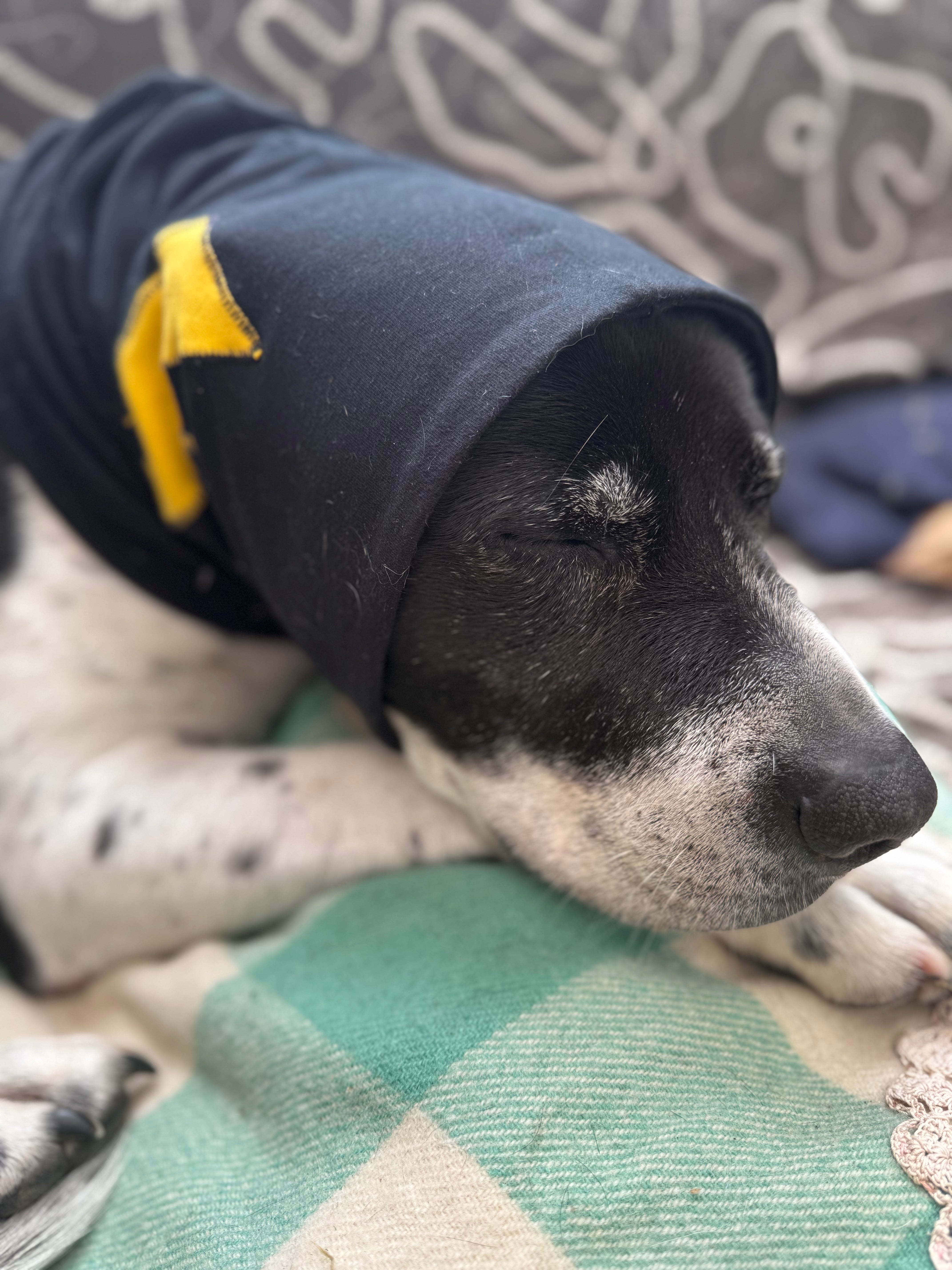 dog sleepong in a snood