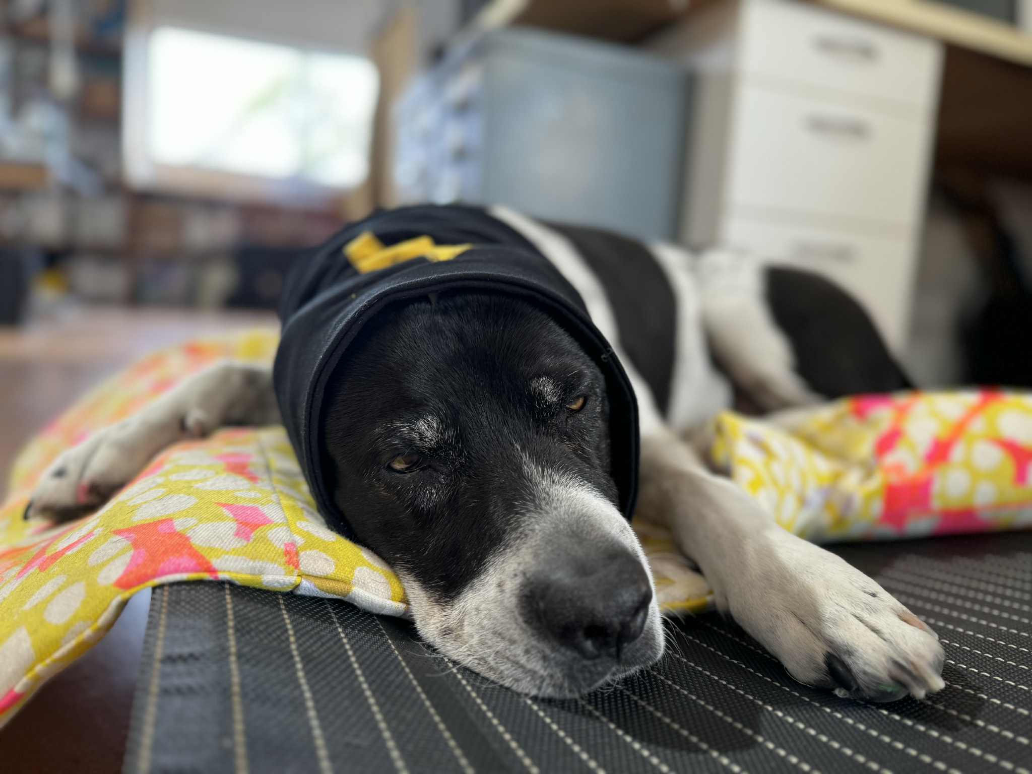 Large dog wearing a snood