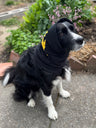 border collie in snood