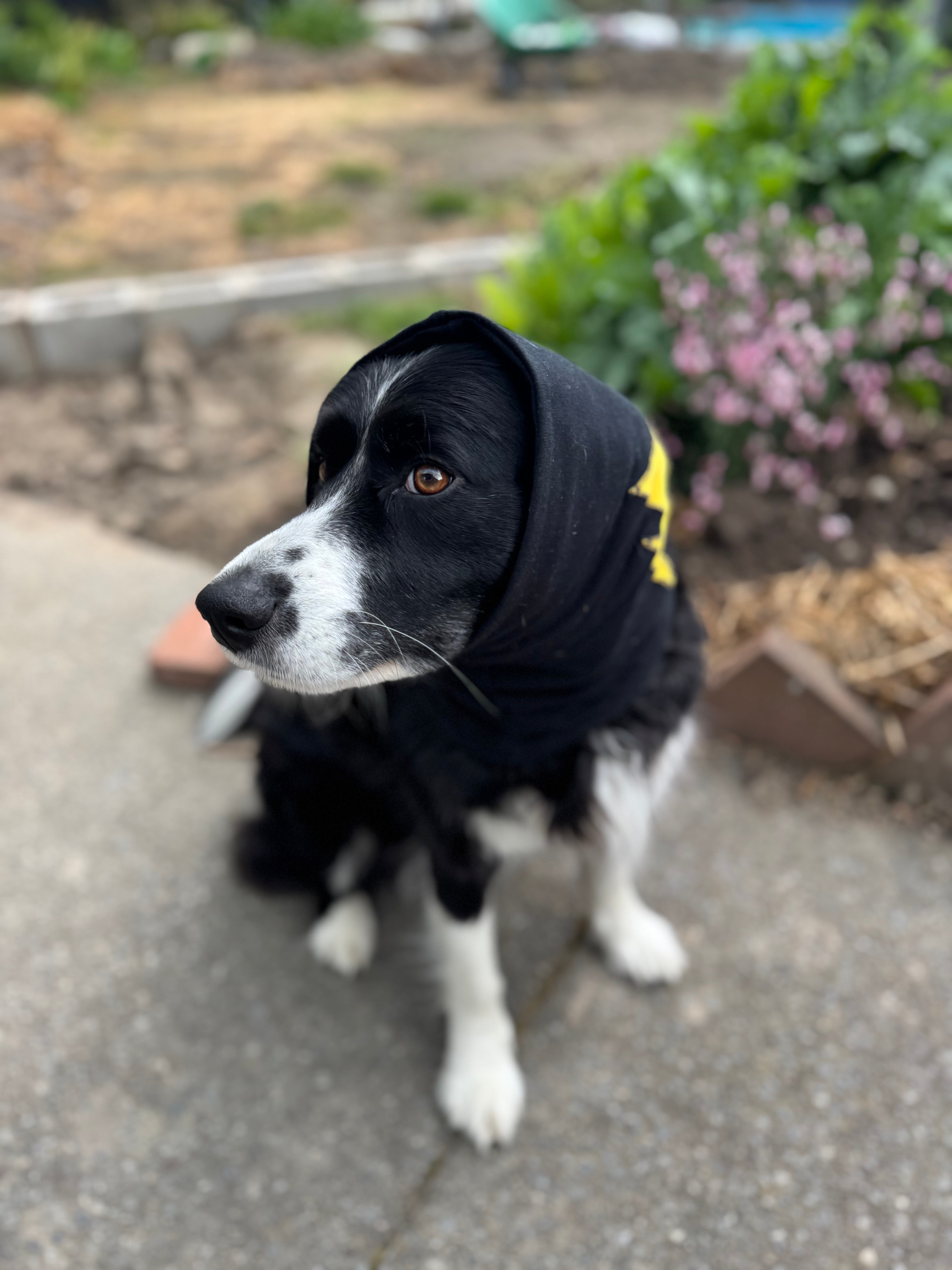 border collie in snood