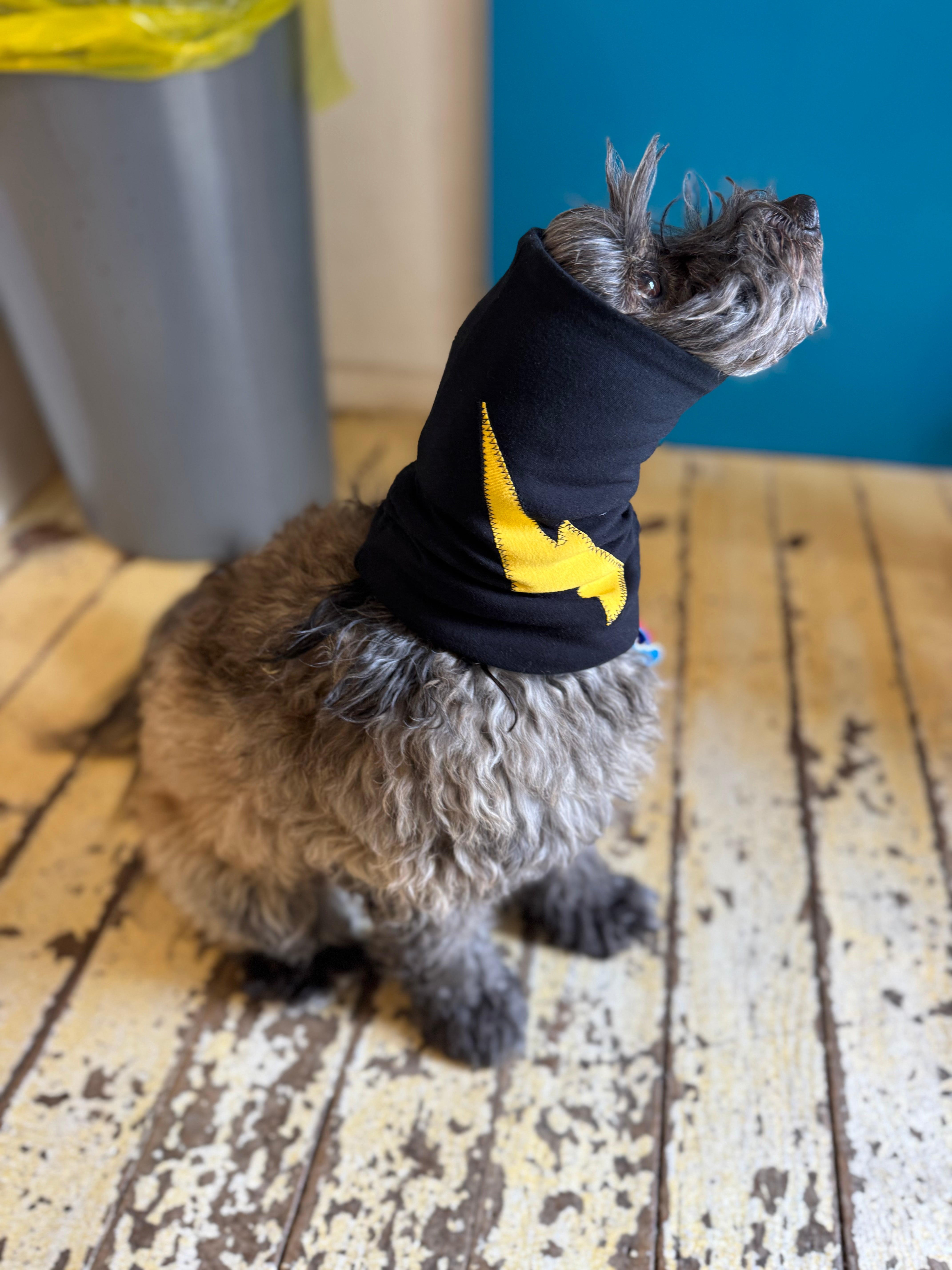 Small furry dog wearing snood