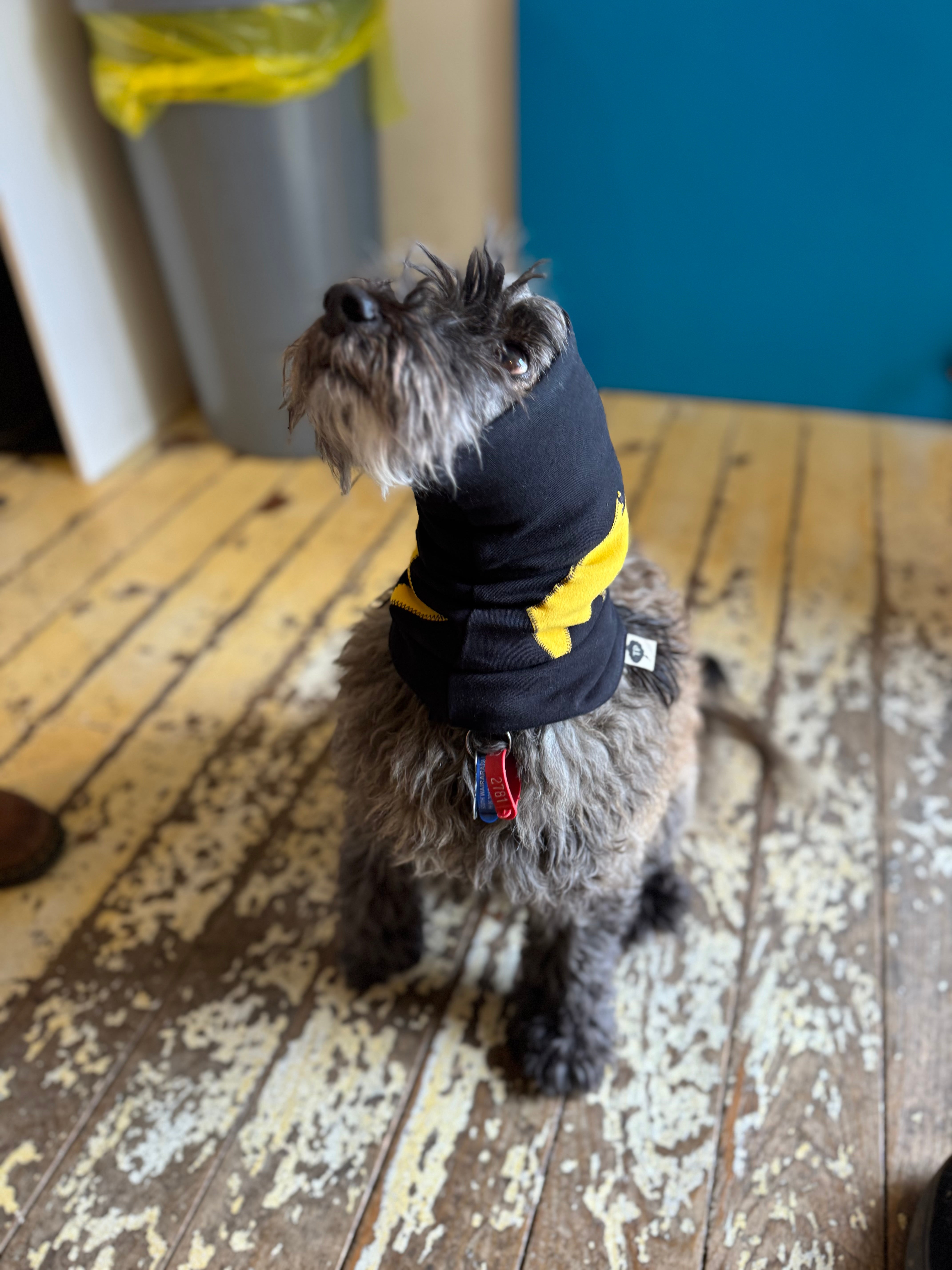 Small furry dog wearing a snood