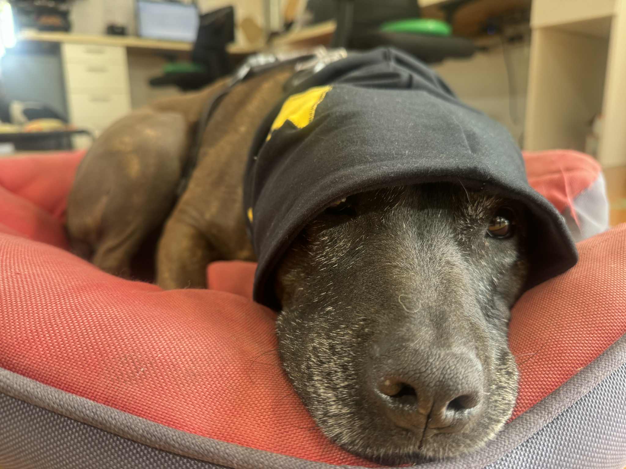 dog wearing a snood 