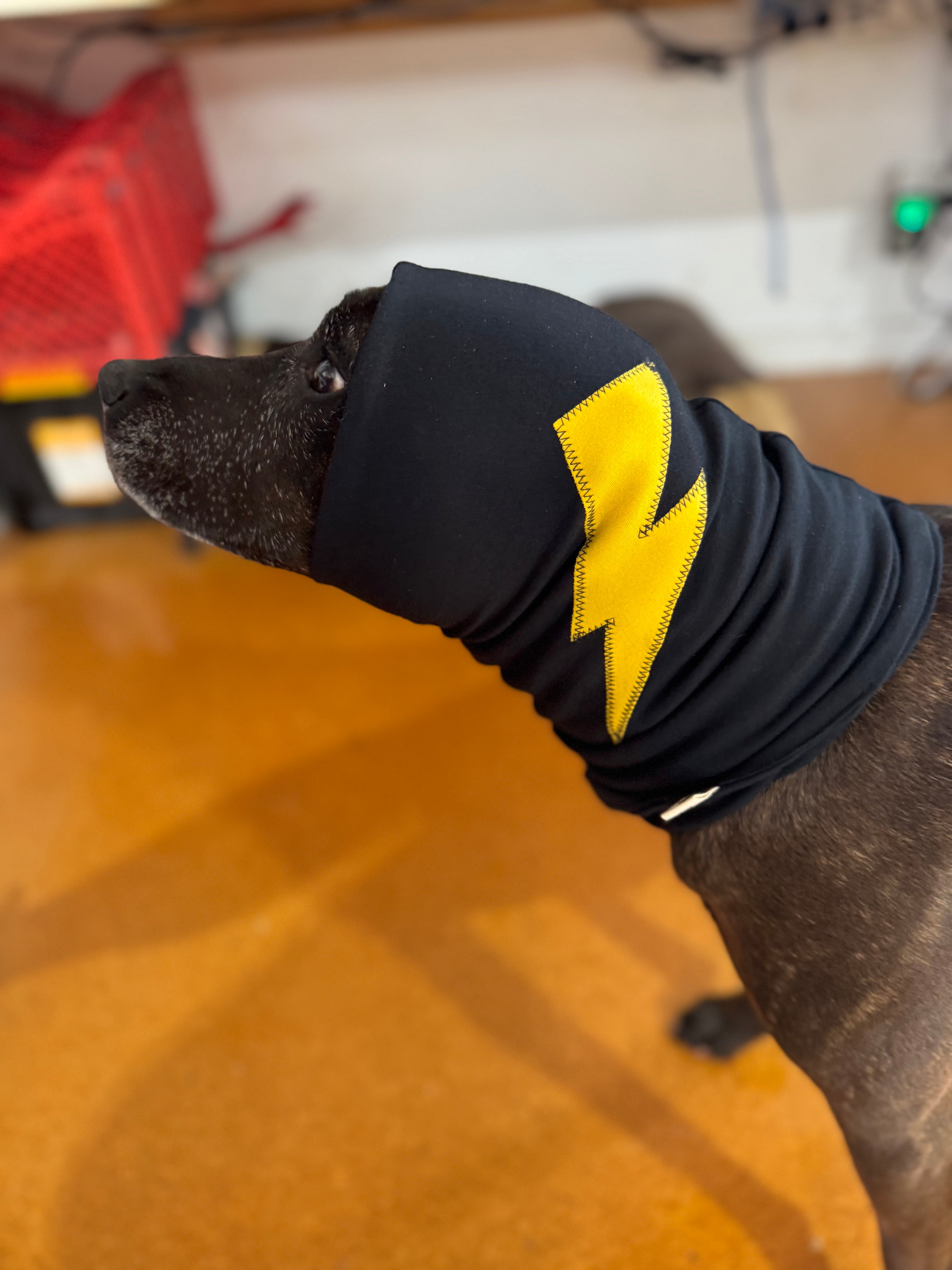 Smooth coated dog wearing snood