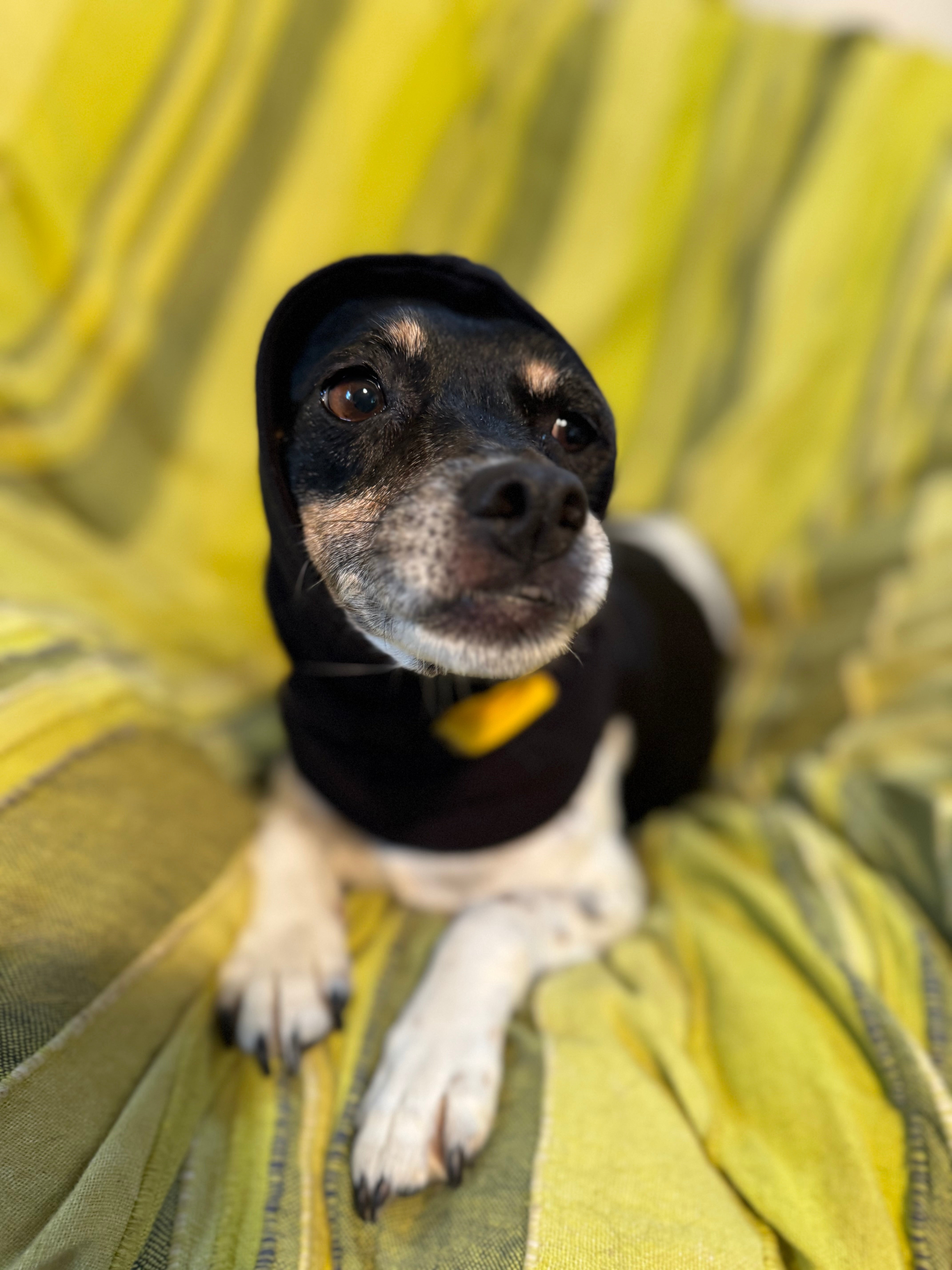 Tiny dog in a snood
