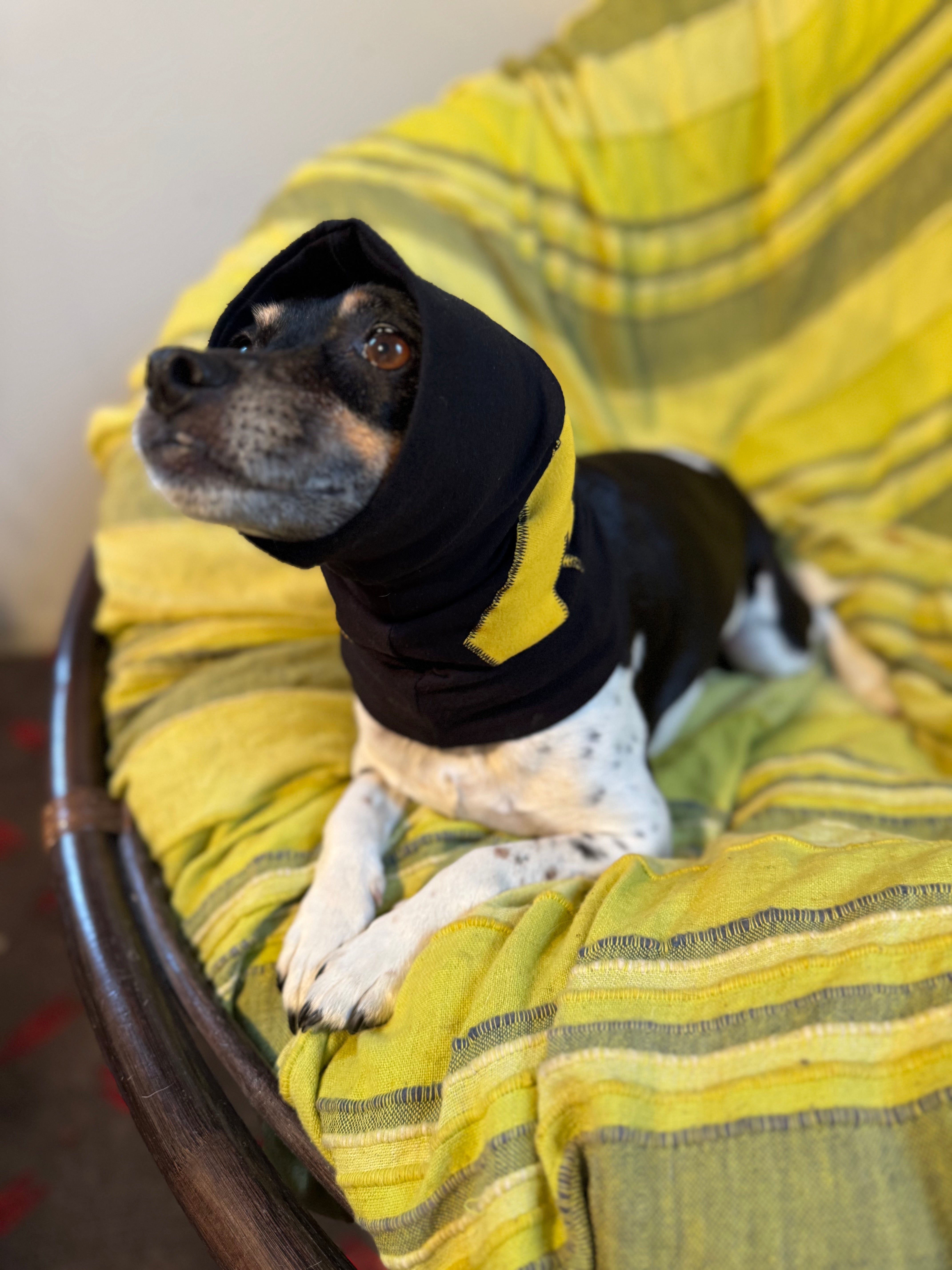 tiny dog in a snood