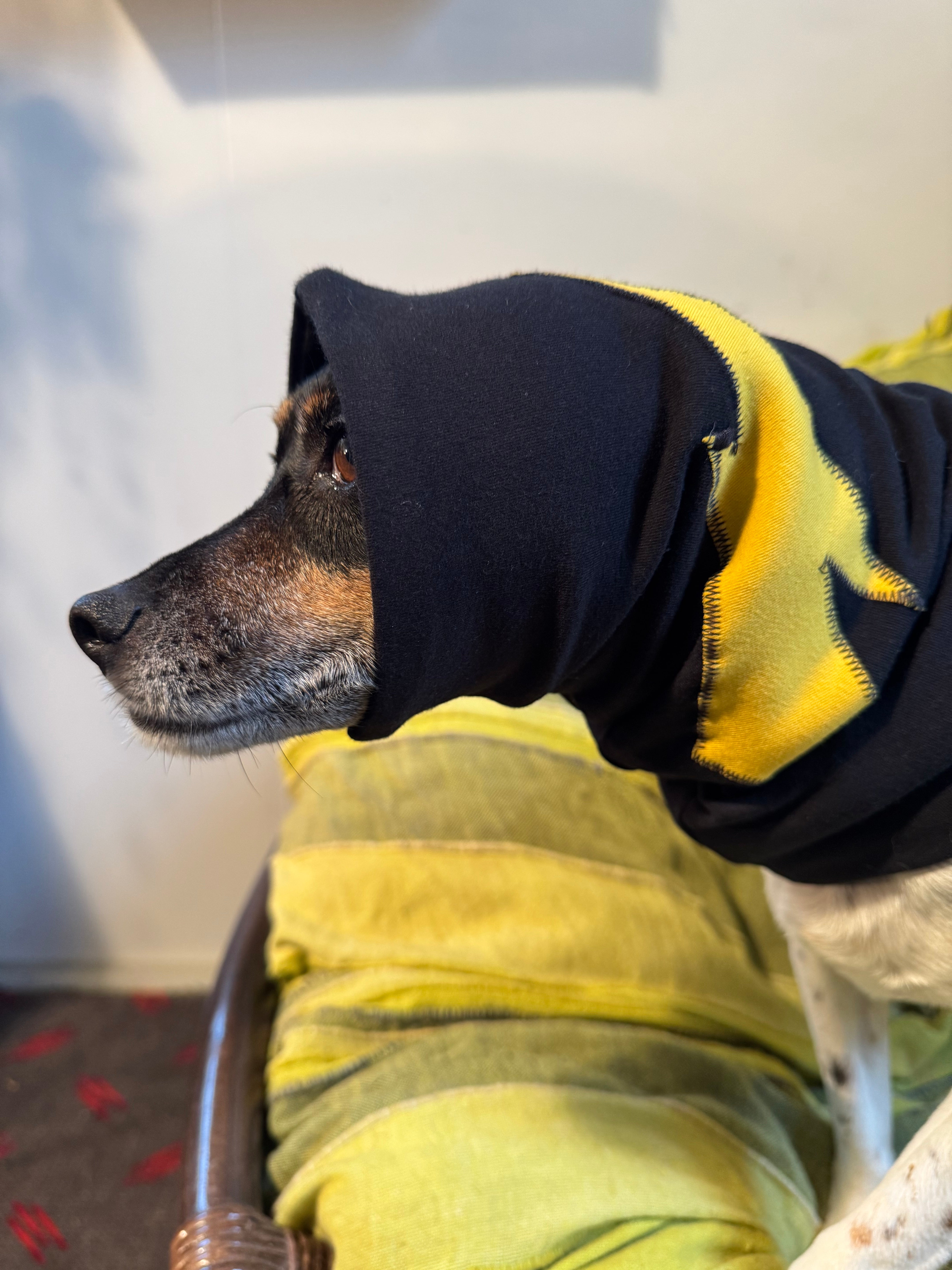 tiny dog in a snood