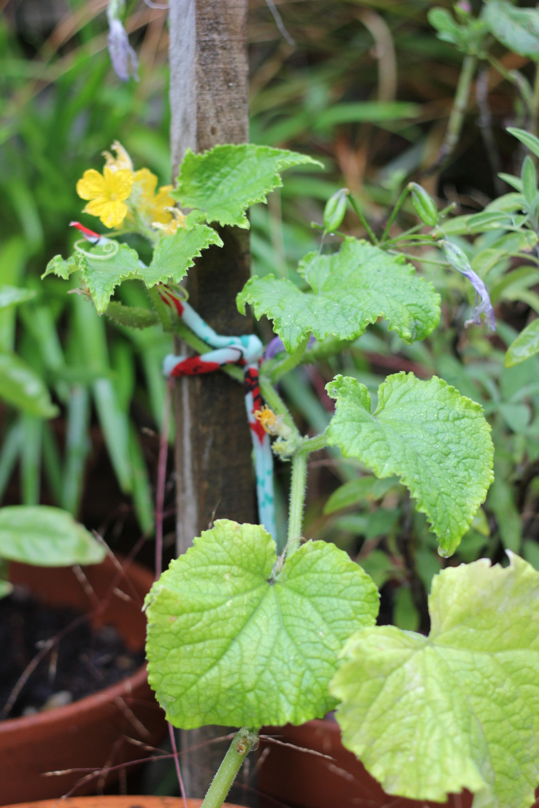 Bundle O' Ties in the garden